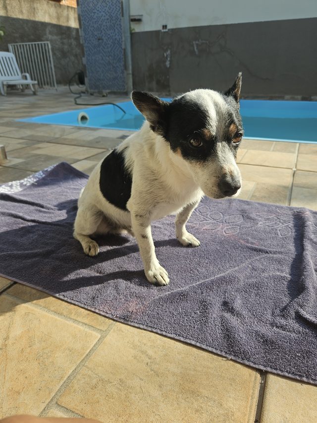 Paraná sentado sobre uma toalha, à beira de uma piscina.