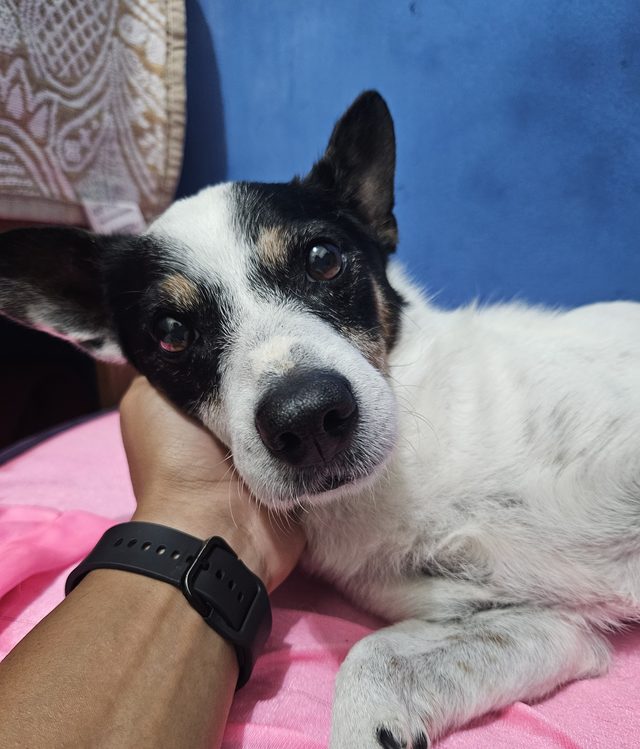 Paraná deitado sobre uma almofada rosa, com o rosto apoiado na mão de uma pessoa.