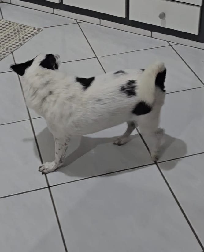 Paraná em pé sobre um piso claro, visto de lado, com as manchas pretas do dorso.